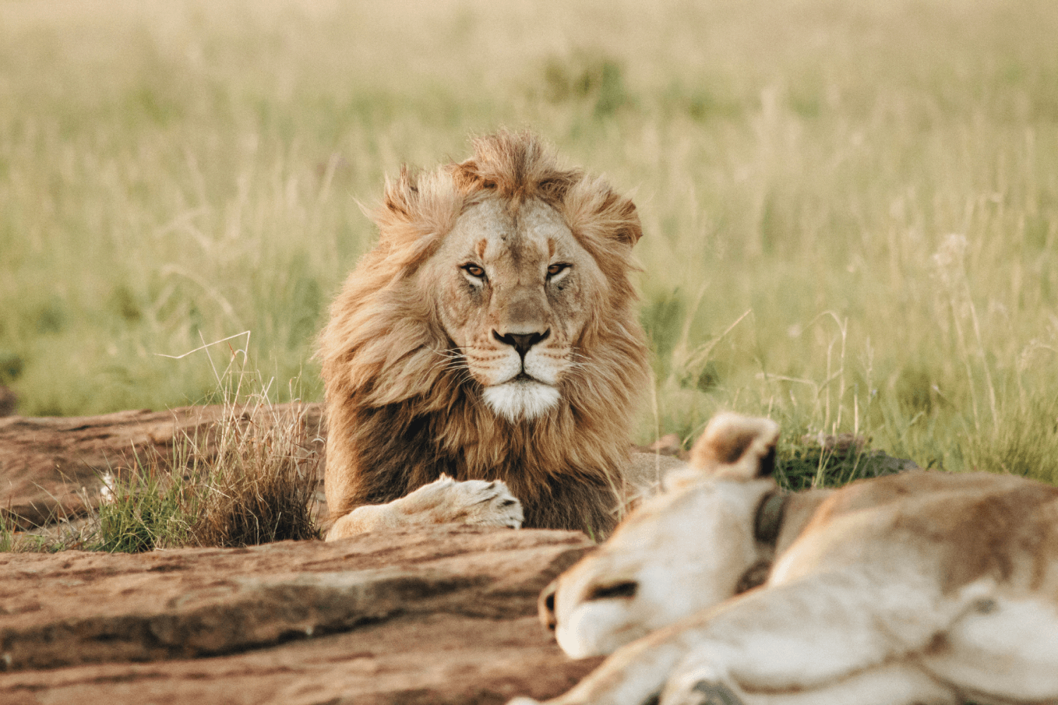 Parc Kruger Afrique du Sud Big Five