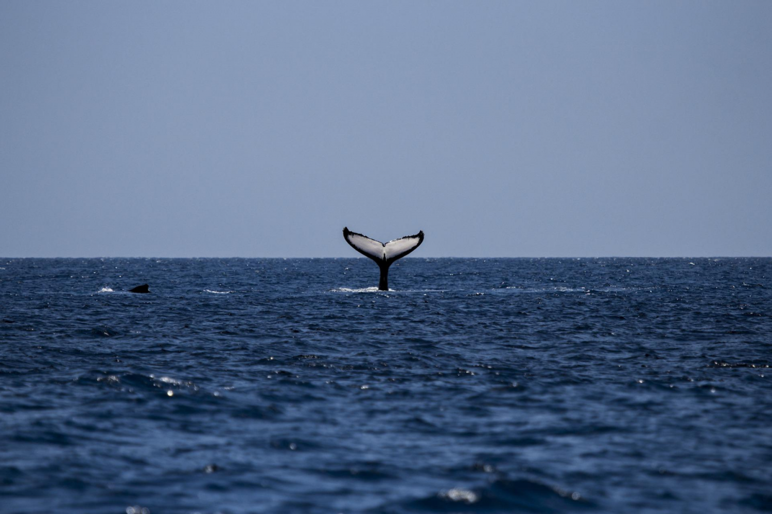 Baleine Tadoussac Canada