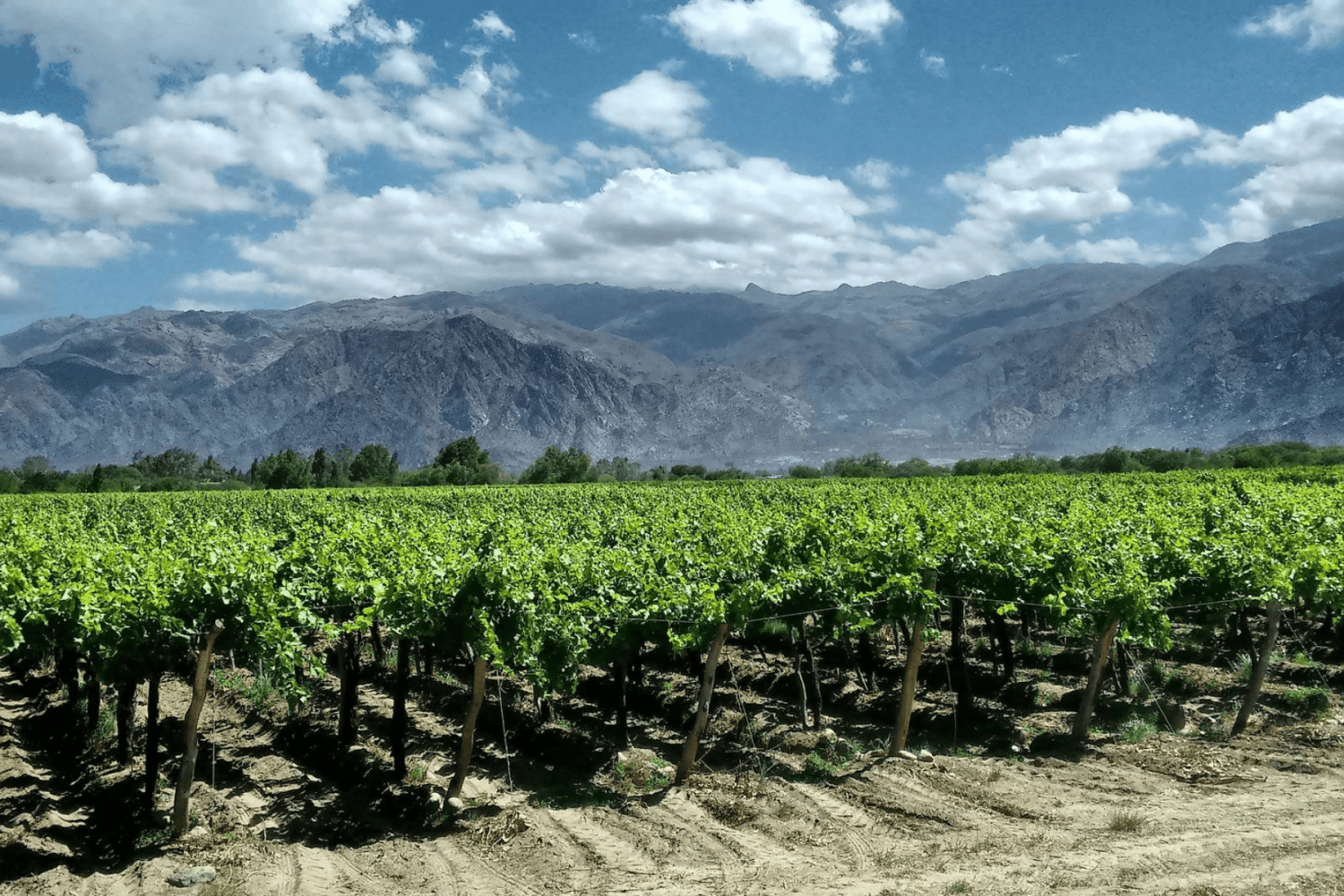 Bodegas en Argentine