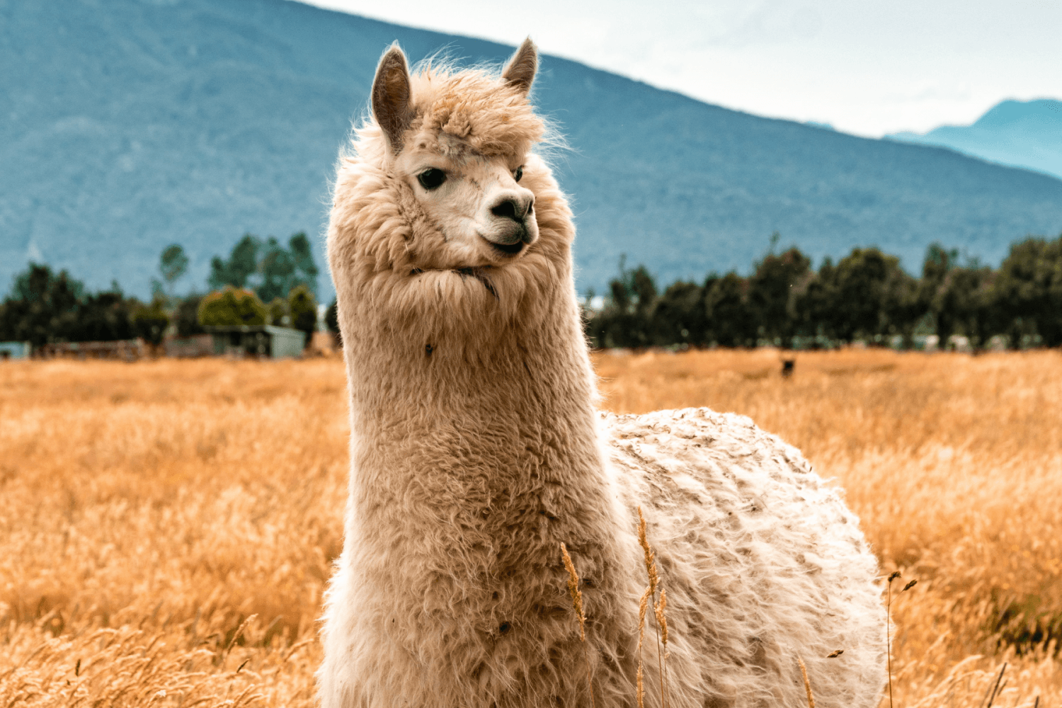 Lama au Pérou