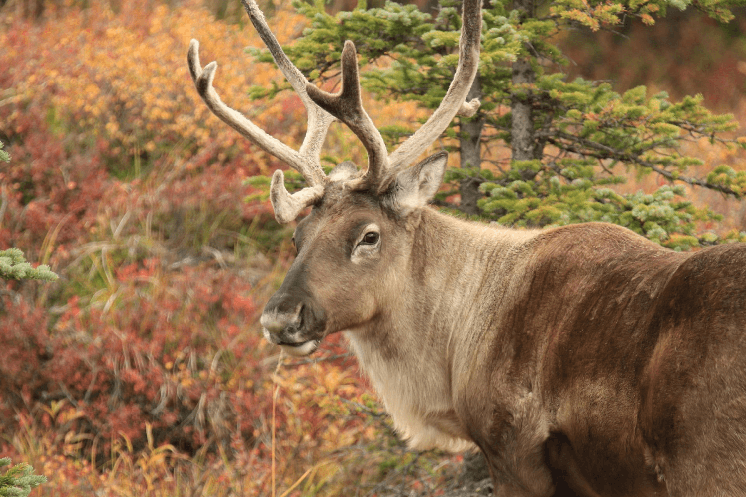 Caribou canada