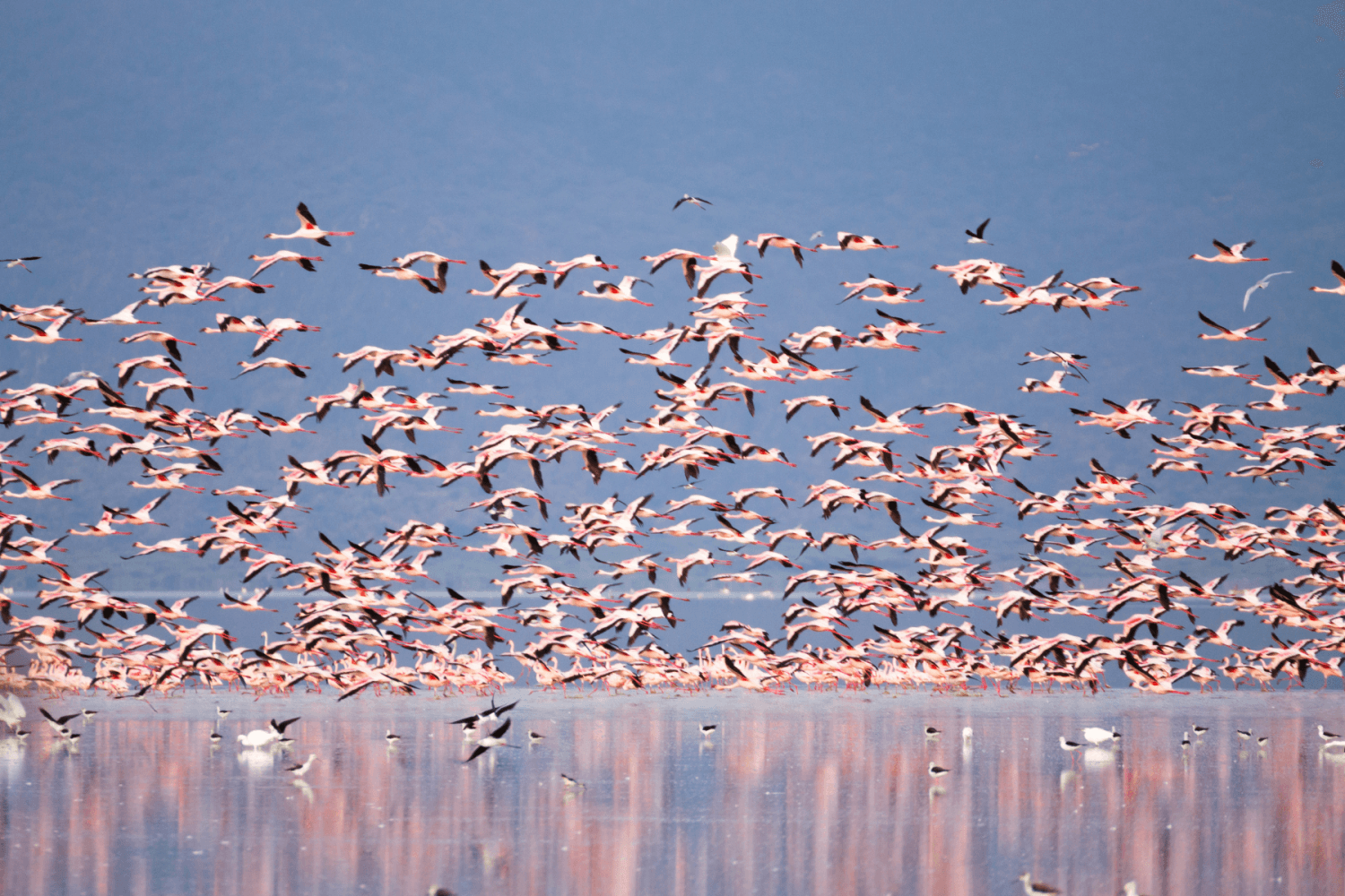 Lac Manyara Tanzanie