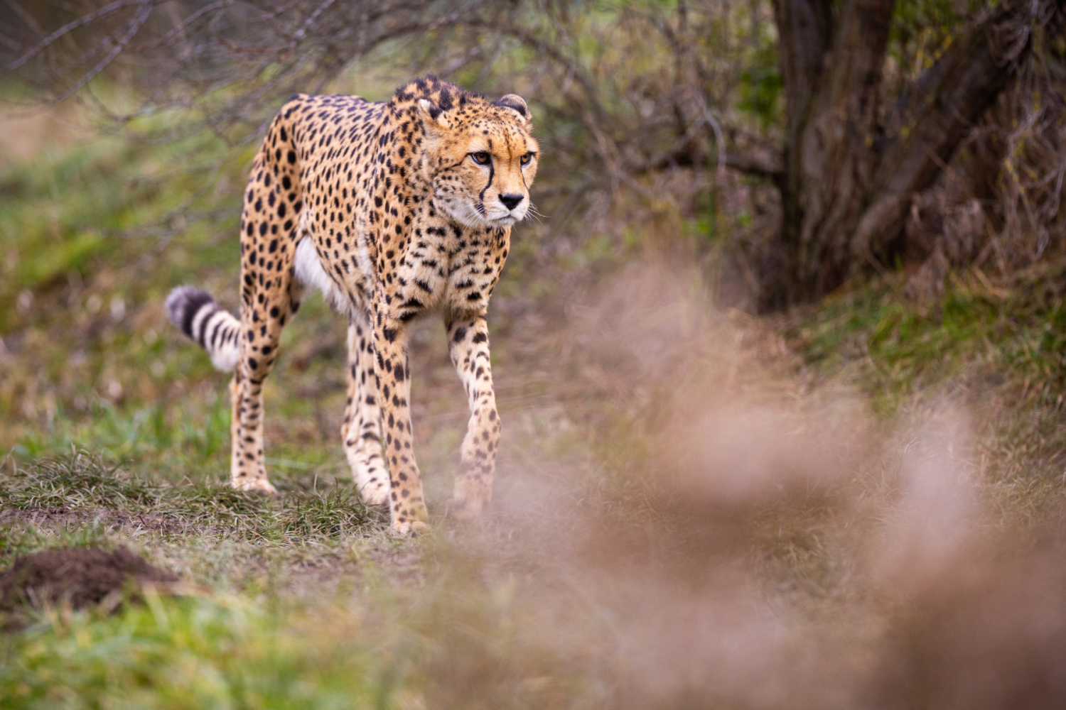 Léopard dans le parc national de Serengeti Tanzanie