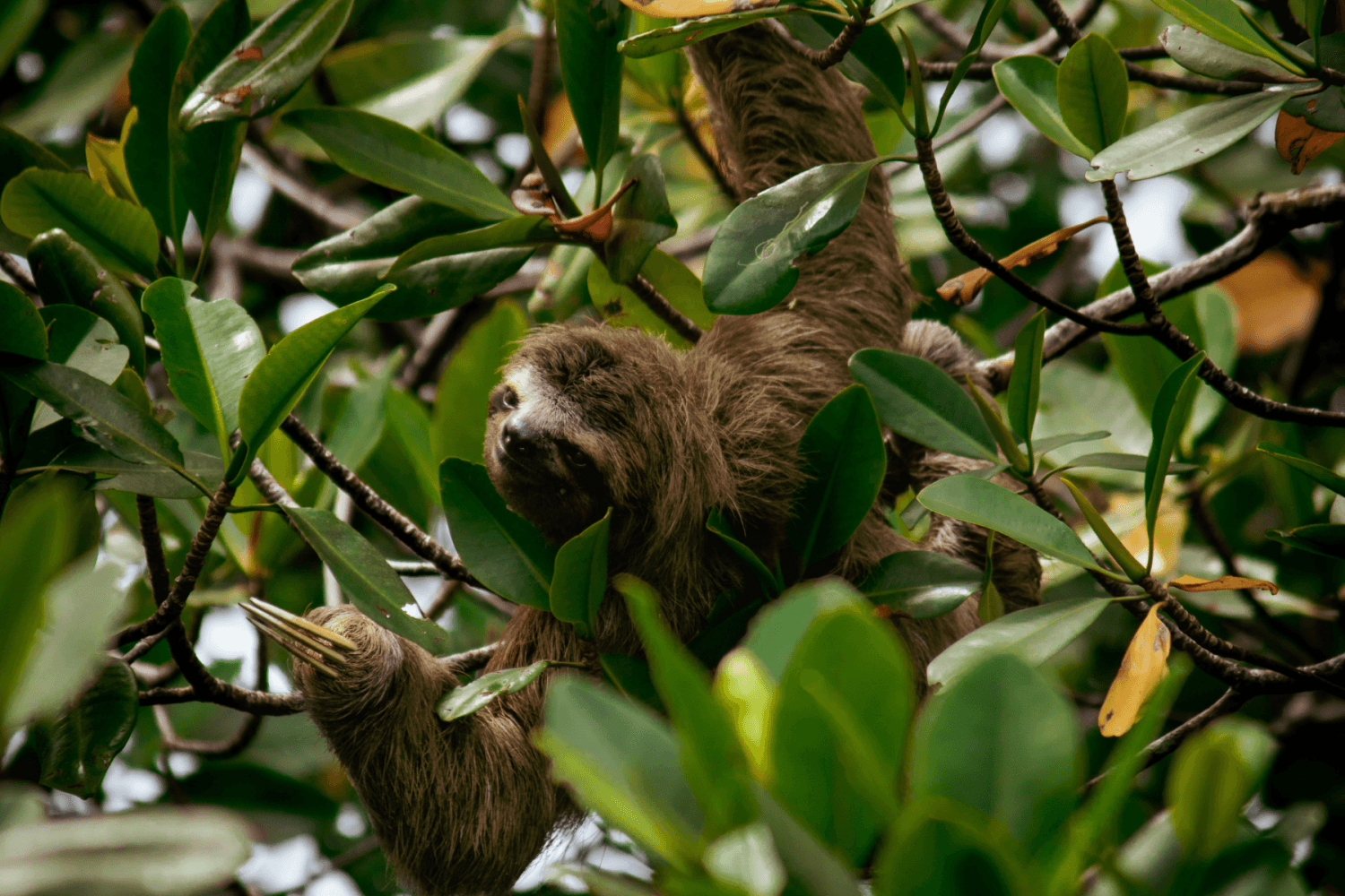 Paresseux Costa Rica