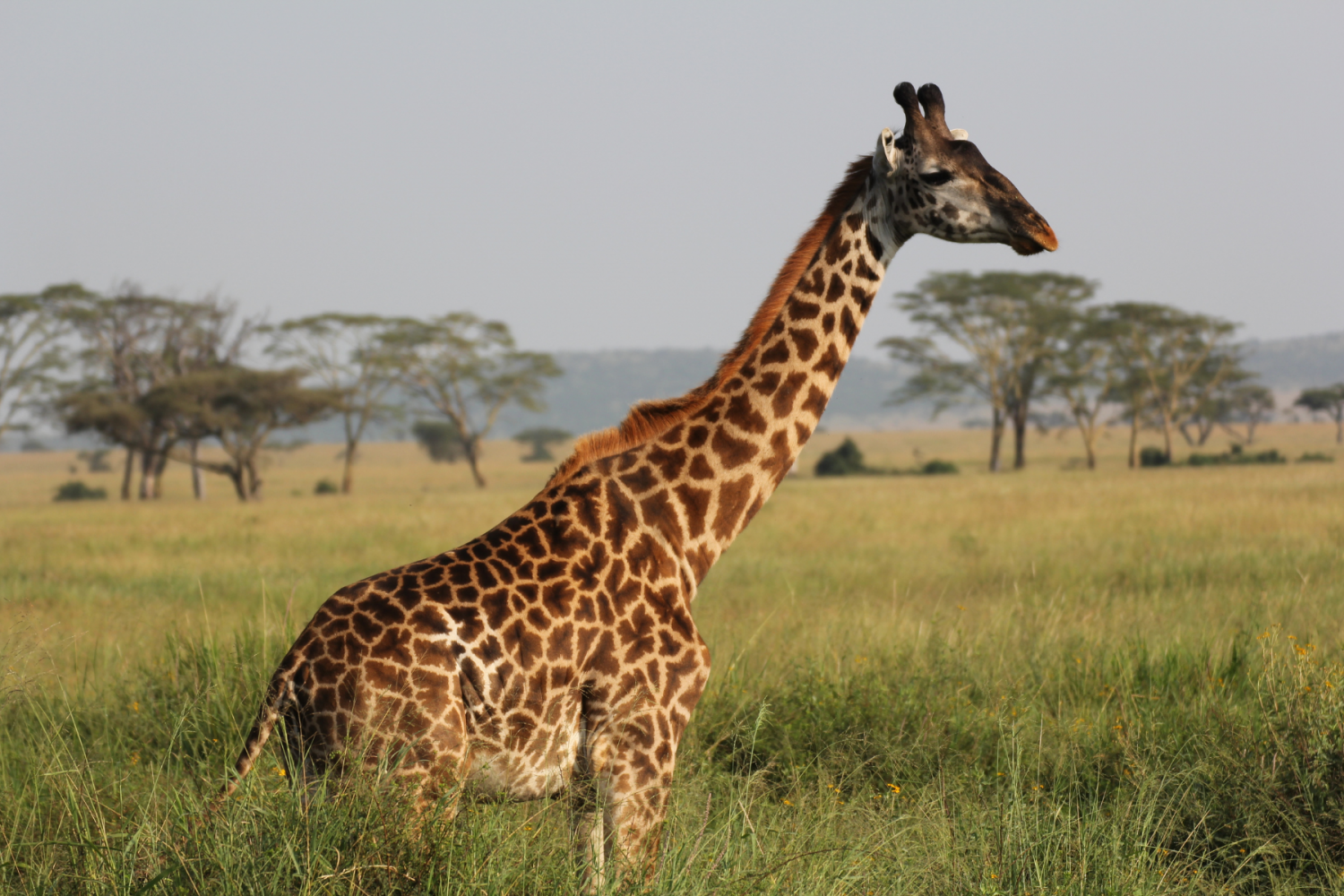 Girafe dans le Parc National du Serengeti Tanzanie