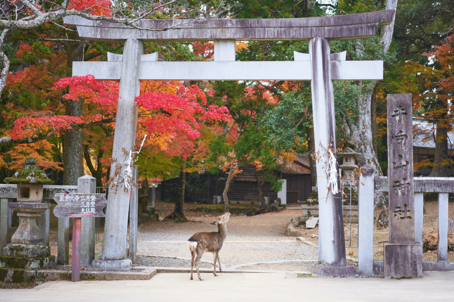 Kyoto Nara Kurashiki Japon