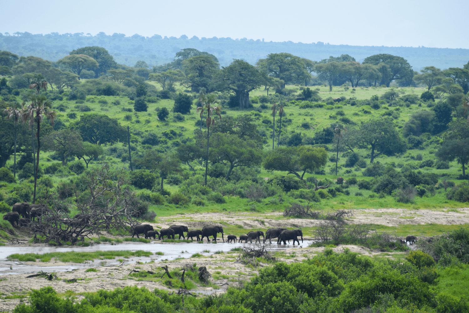 Tarangire Tanzanie