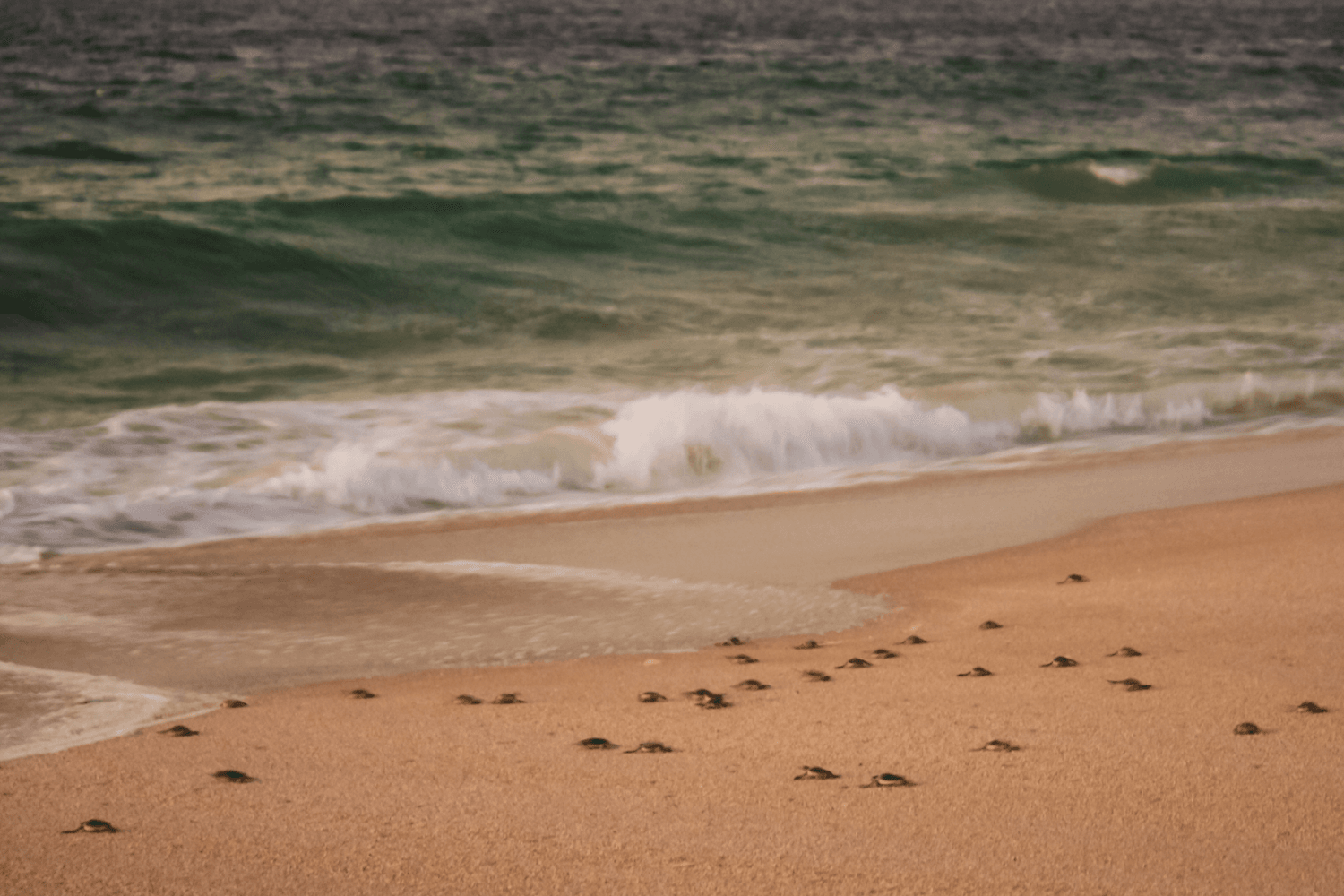 Tortues Ras Al Jinz Oman