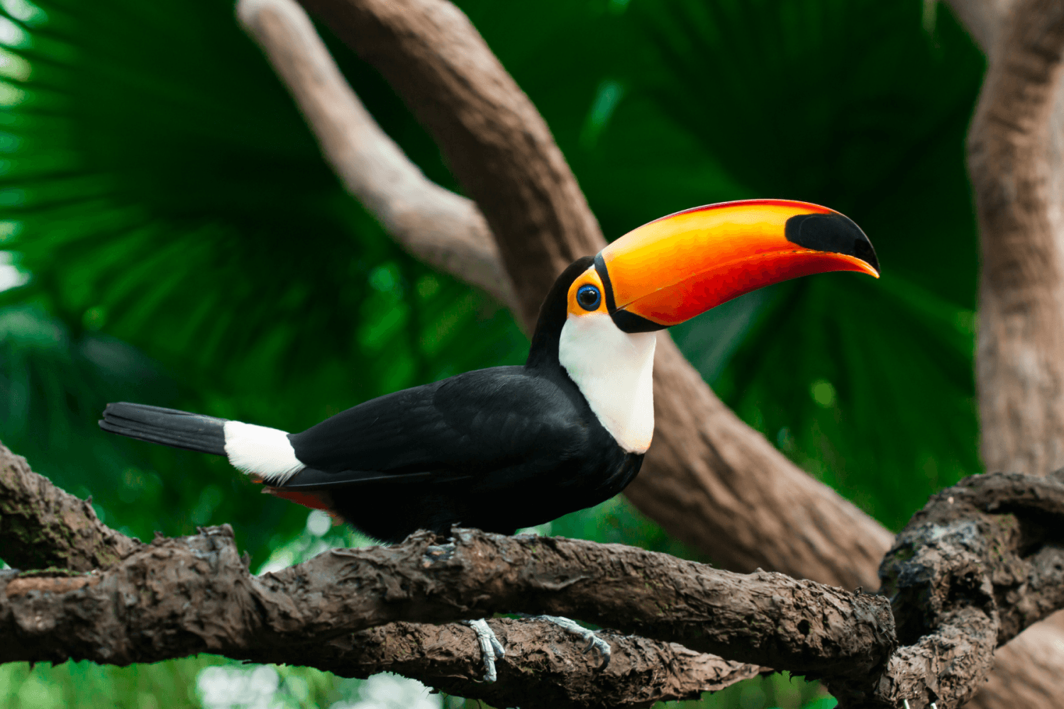 Parc aux Oiseaux Argentine