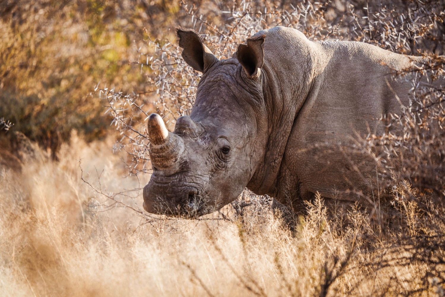 Hluhluwe Eswatini réserve naturelle Afrique du Sud