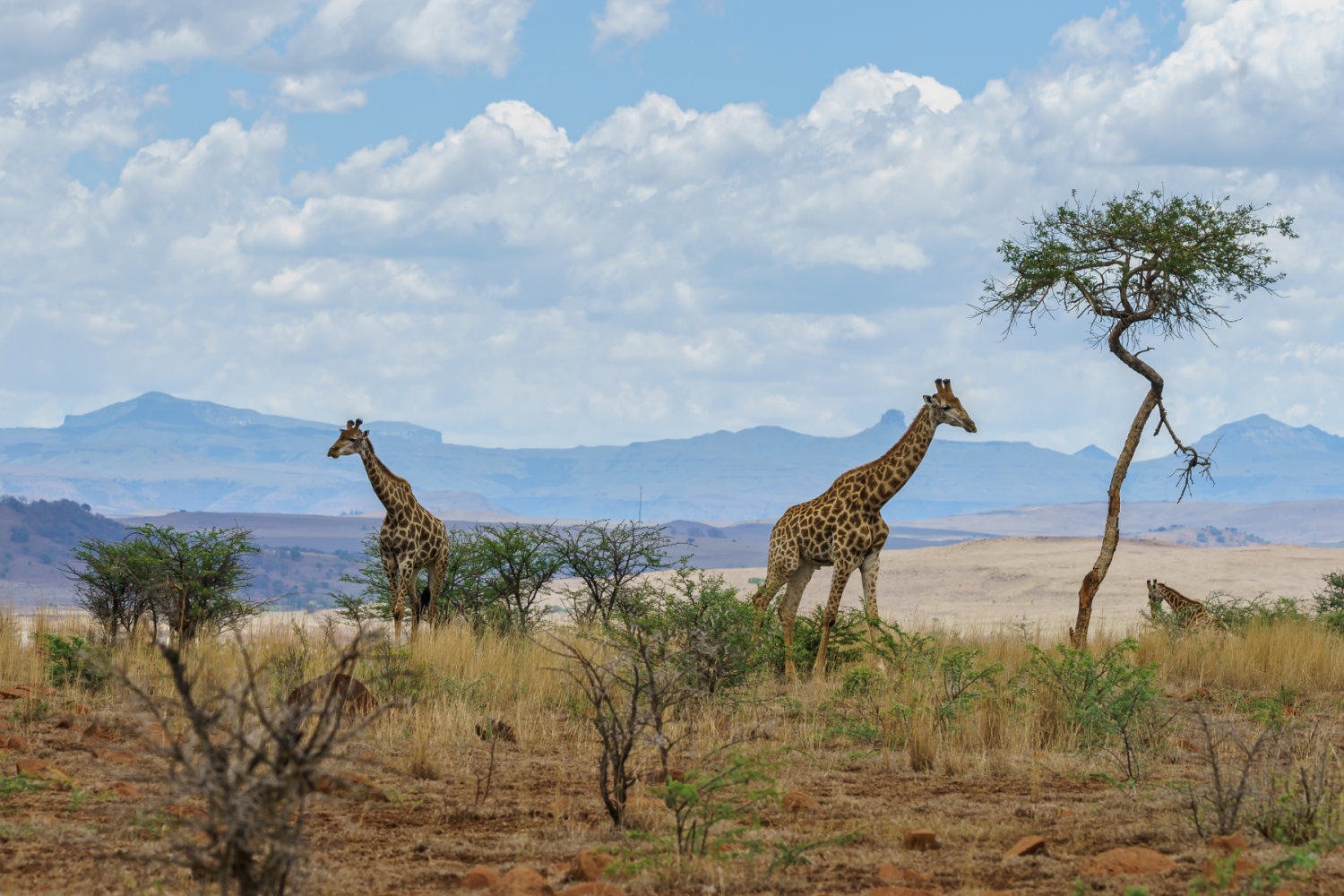 Eswatini Parc Kruger Afrique du Sud