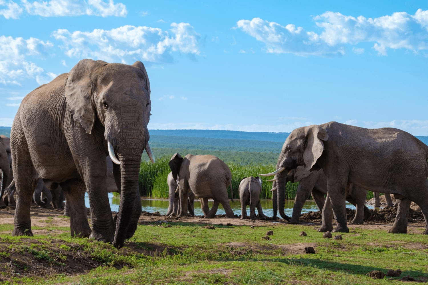 Chobe Afrique du Sud