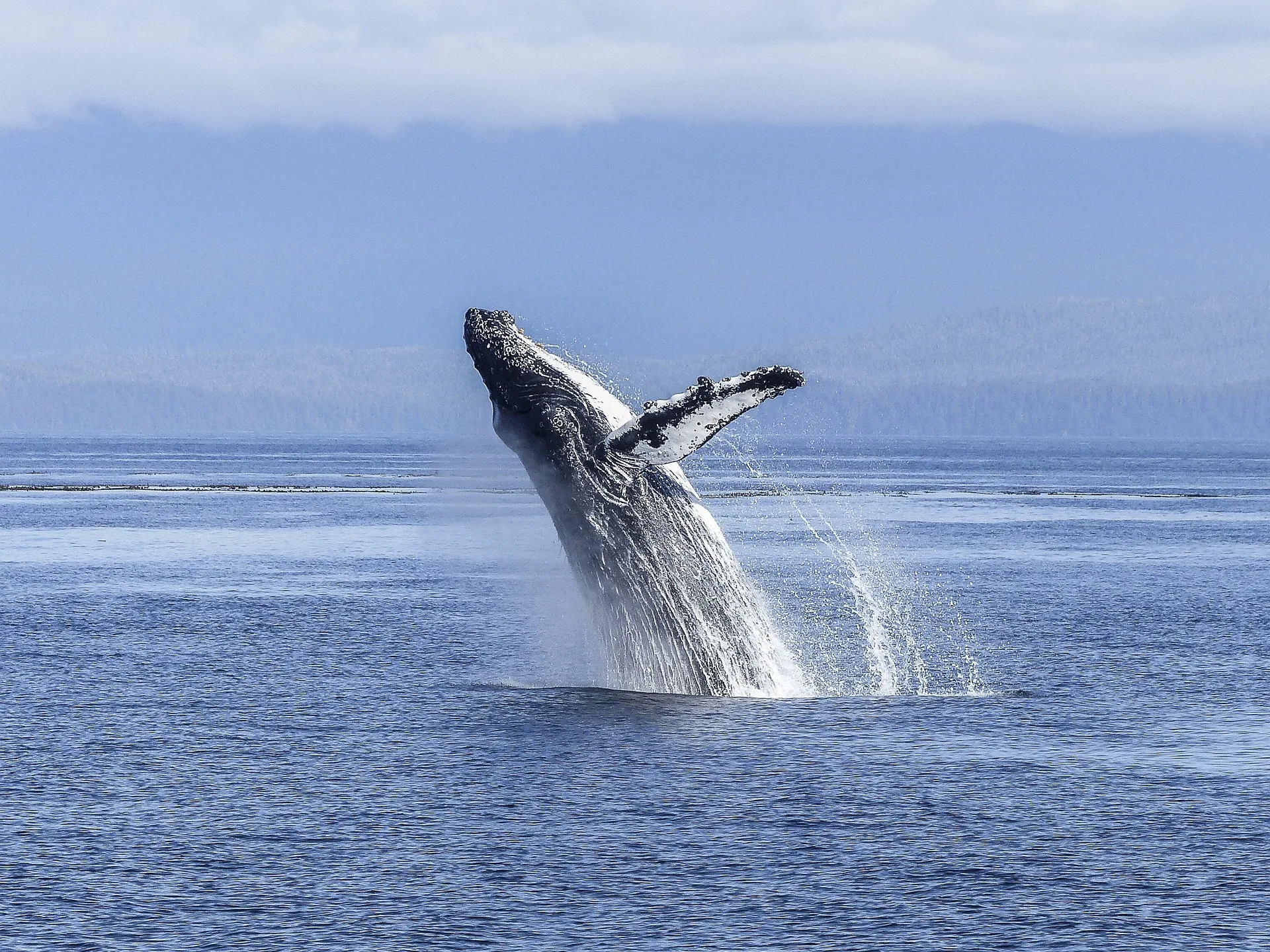 Excursion avec guide d'observation des baleines depuis Husavík en Islande