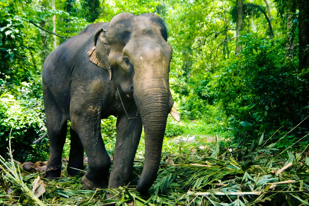 Excursion à Elephant Rescue Park, Thaïlande