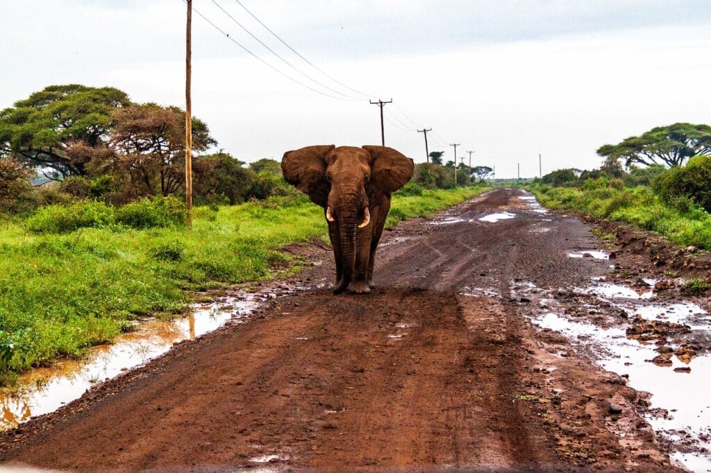 Safari à Tsavo, Kenya