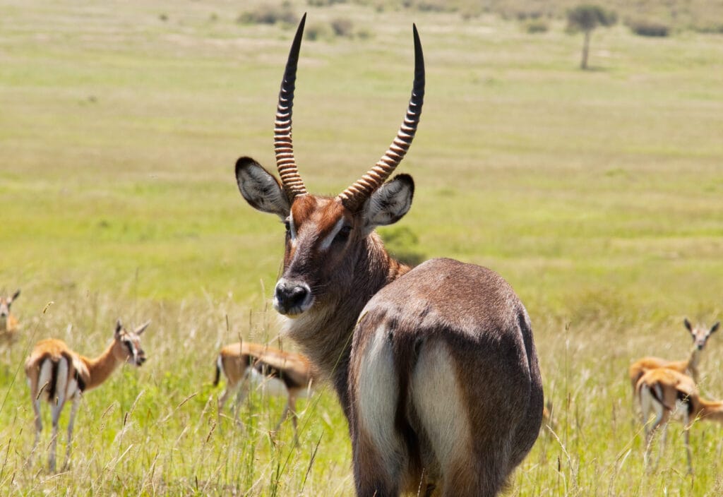 Safari au parc national de Tsavo, Kenya