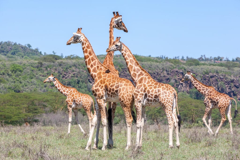Visite du Langata Giraffe Center, Kenya