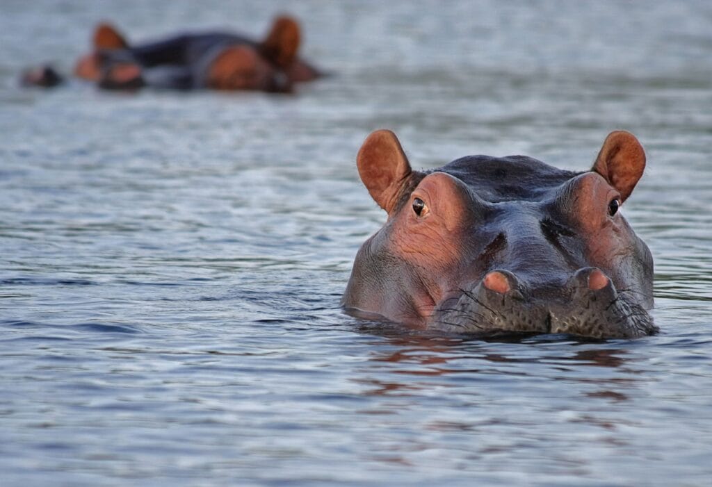 Excursion à Naivasha et l'île de Crescent, Kenya