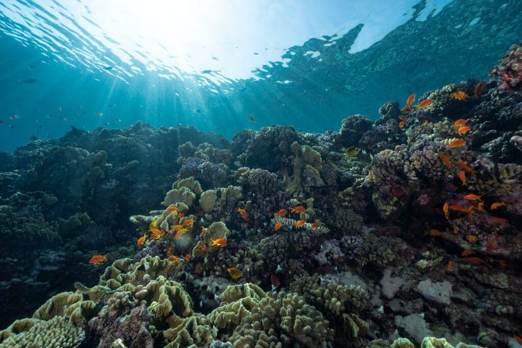 Session de snorkeling à Yanbu, Arabie saoudite
