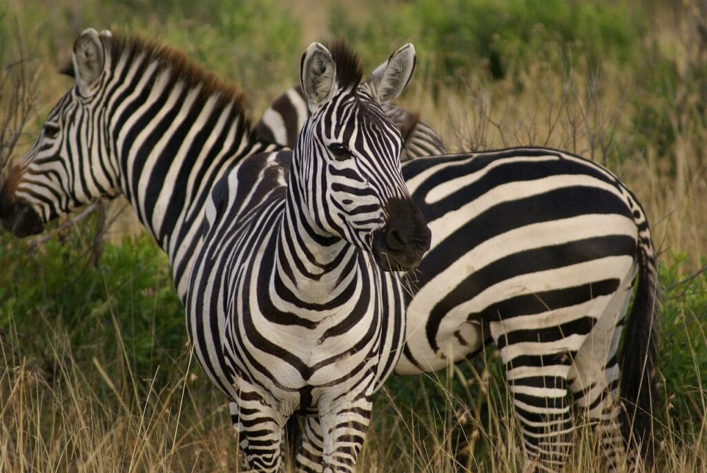 Safari au parc national de Masaï Mara, Kenya
